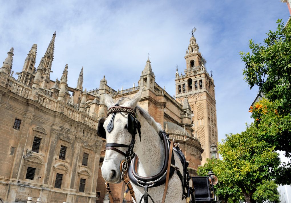 visiter cathedrale notre dame du siege de seville