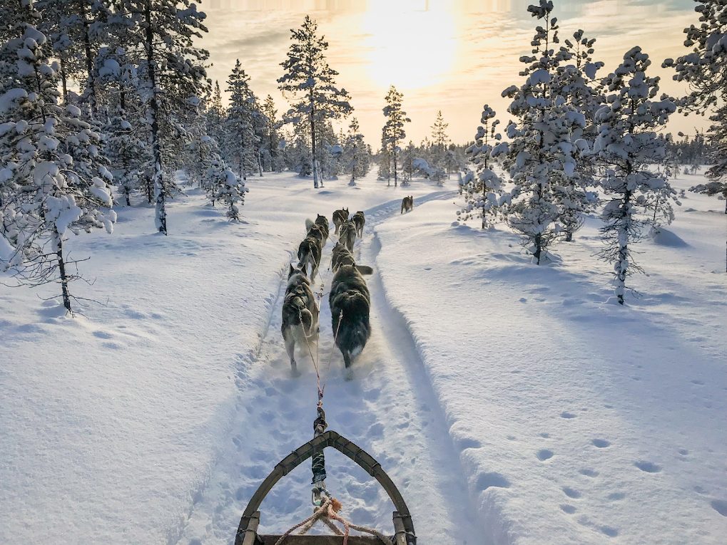 sejours en laponie chien de traineau