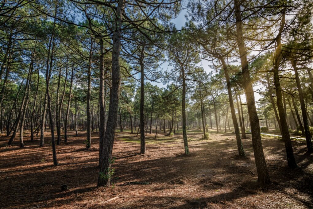 foret taillan medoc nuit insolite en amoureux bordeaux