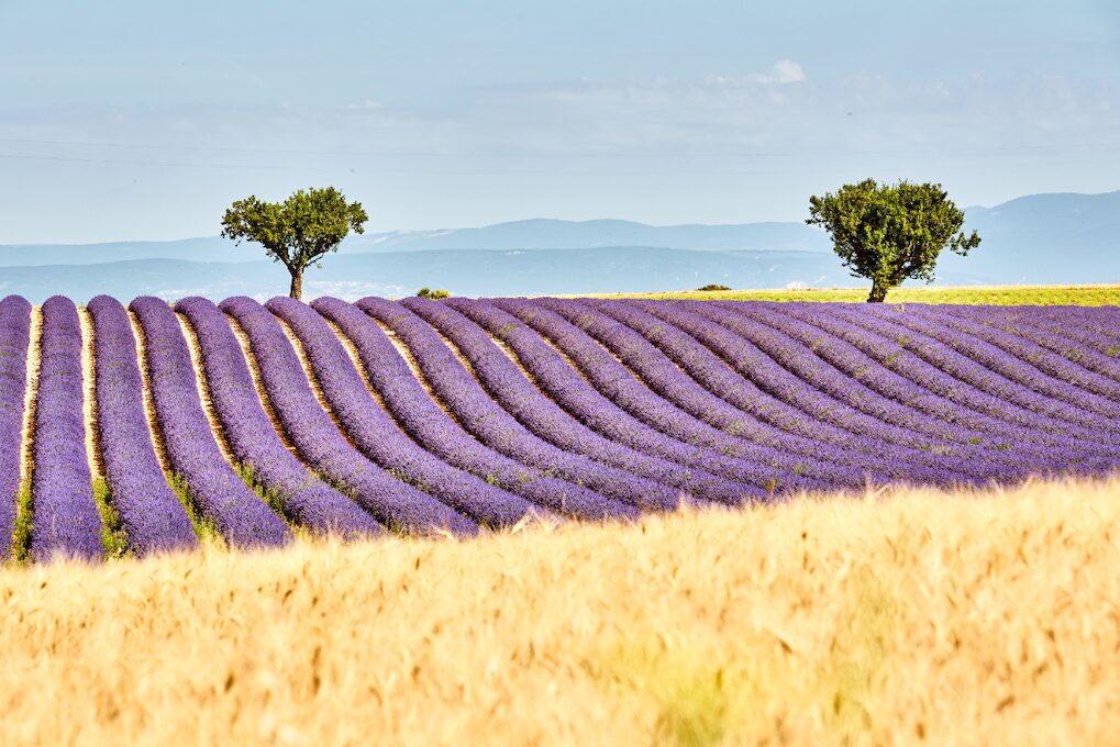 provence lavande