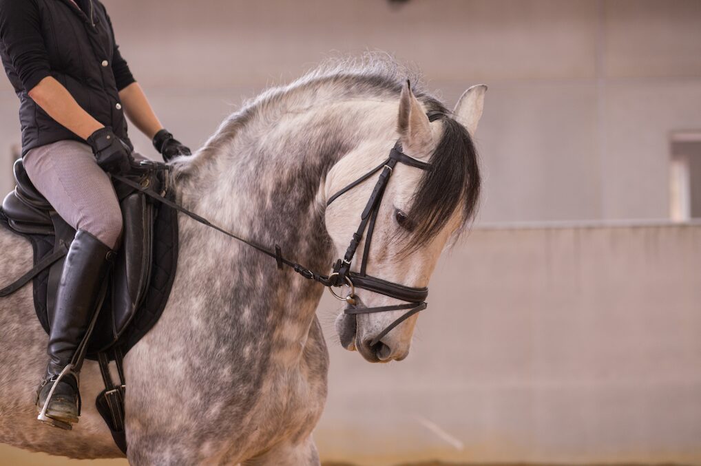 École espagnole d'équitation, Vienne