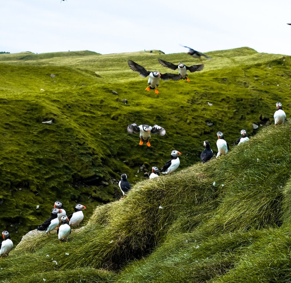 iles feroe macareux