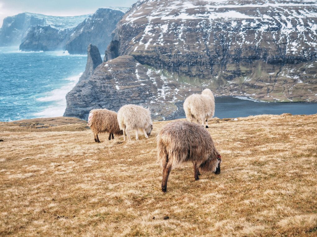 iles feroe mouton